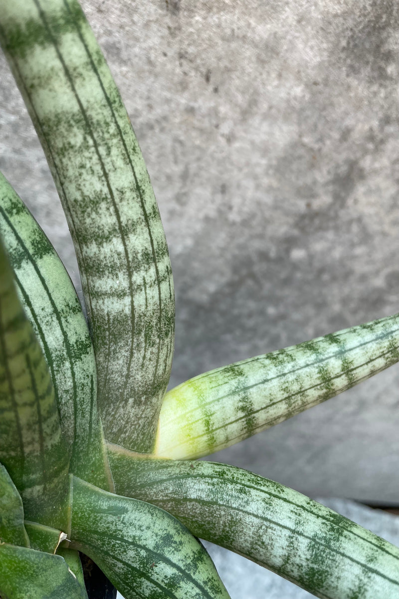 Sansevieria 'Starfish' plant up close showing its thick body