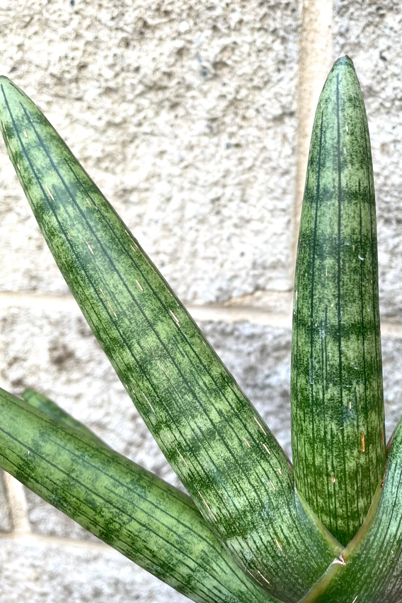 A detailed view of Sansevieria hyb. 'Starfish' 4" against concrete backdrop