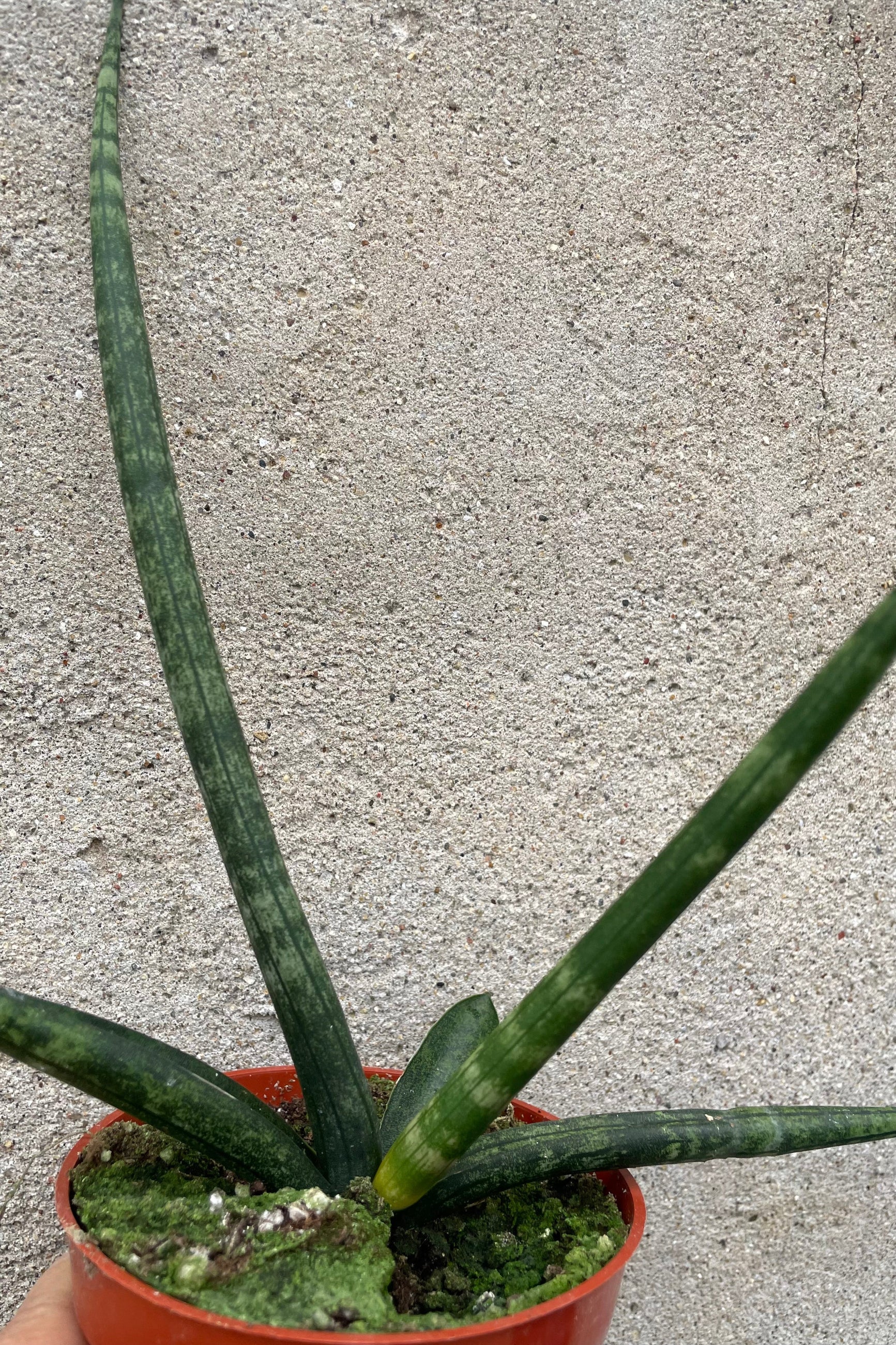 A variation of Sanseveria hyb. 'Boncel' Starfish 4" against concrete backdrop ©Sprout Home