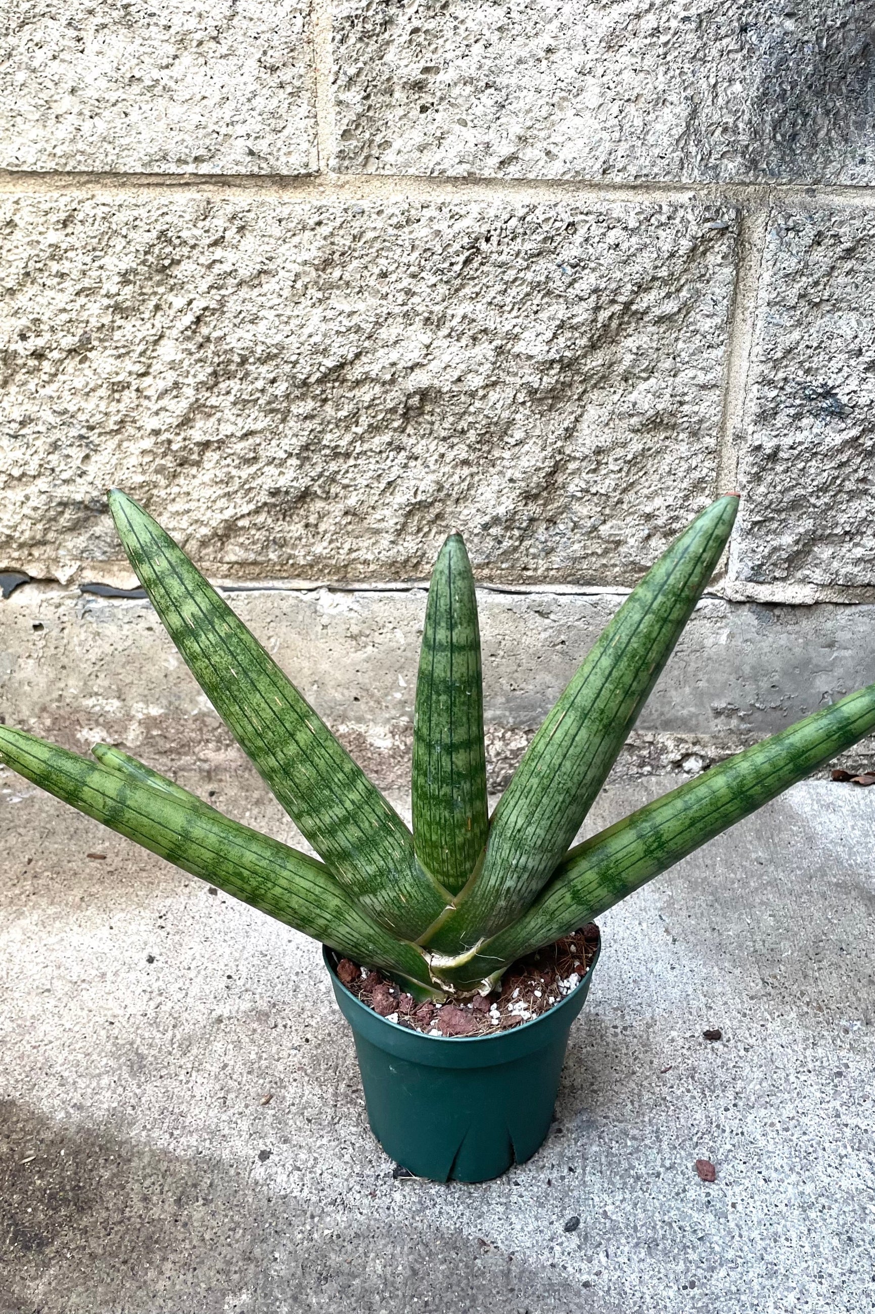 A full view of Sansevieria hyb. 'Starfish' 4" in grow pot against concrete backdrop ©Sprout Home