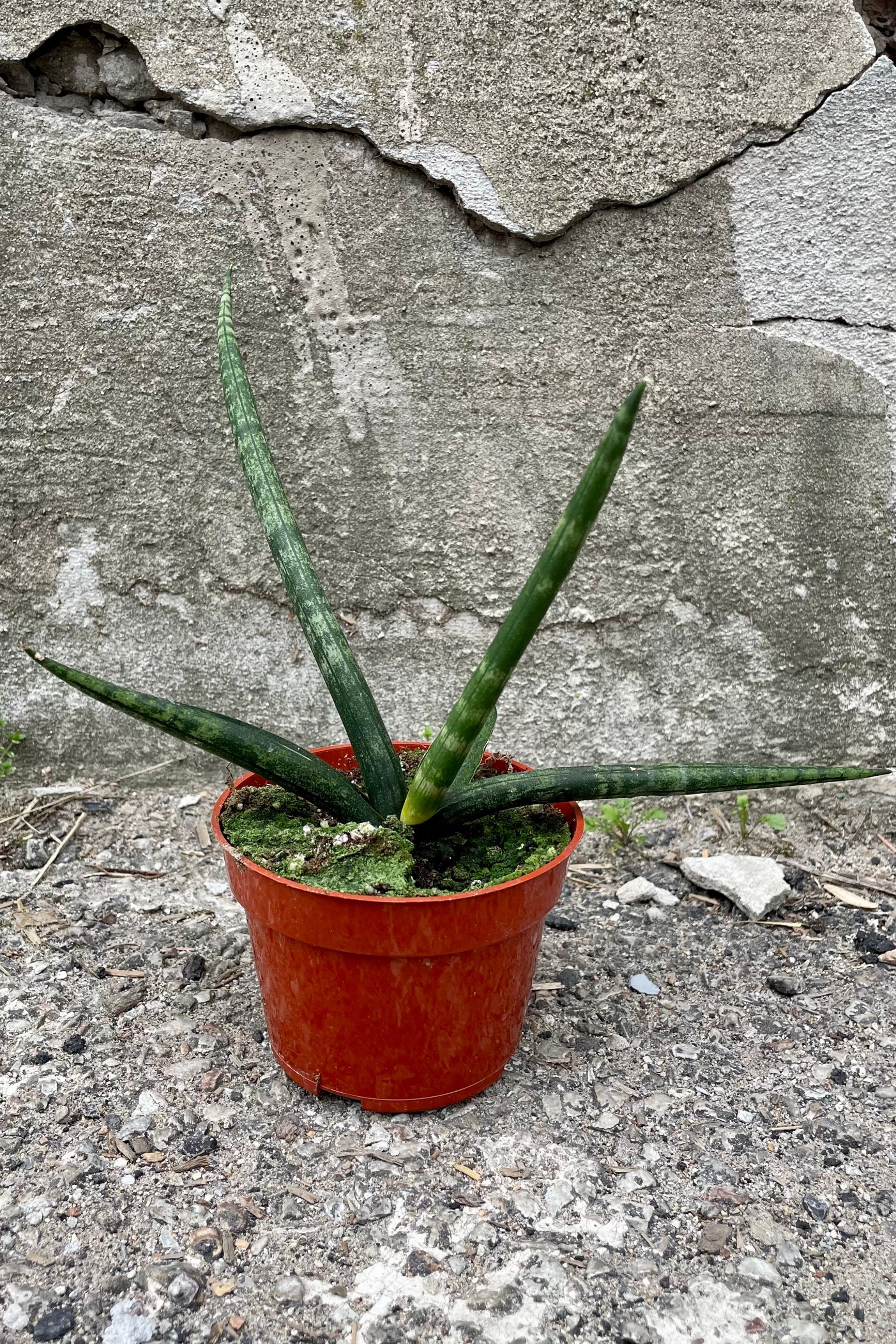 A variation of Sansevieria hyb. 'Boncel' Starfish 4" in grow pot against concrete backdrop ©Sprout Home