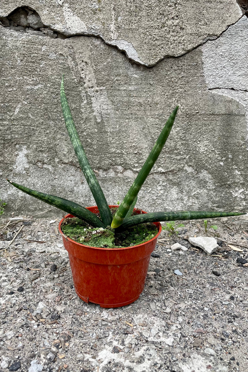 A variation of Sansevieria hyb. 'Boncel' Starfish 4" in grow pot against concrete backdrop