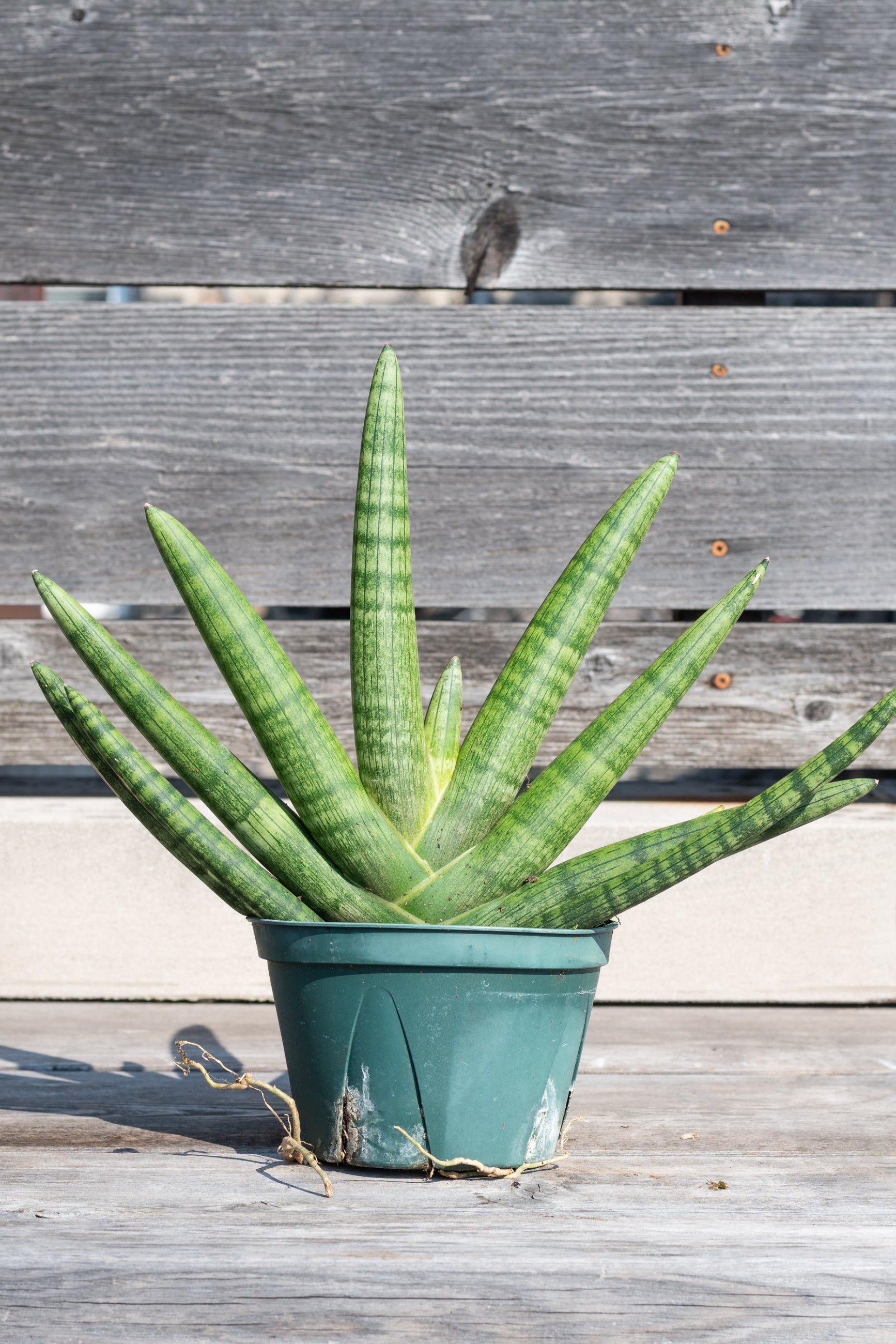 Sansevieria hyb. 'Starfish' in grow pot in front of grey wood background ©Sprout Home