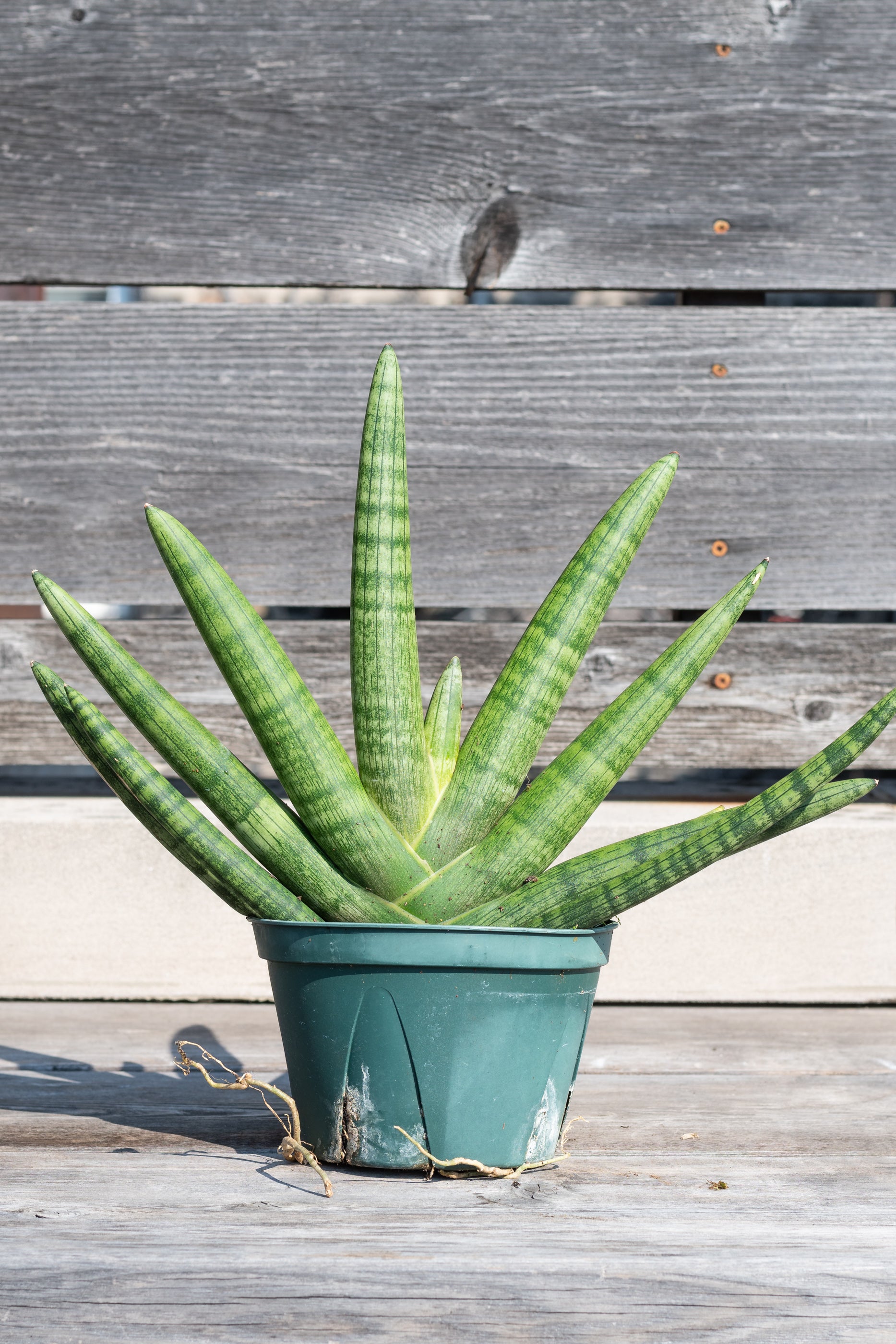 Sansevieria hyb. 'Starfish' in grow pot in front of grey wood background