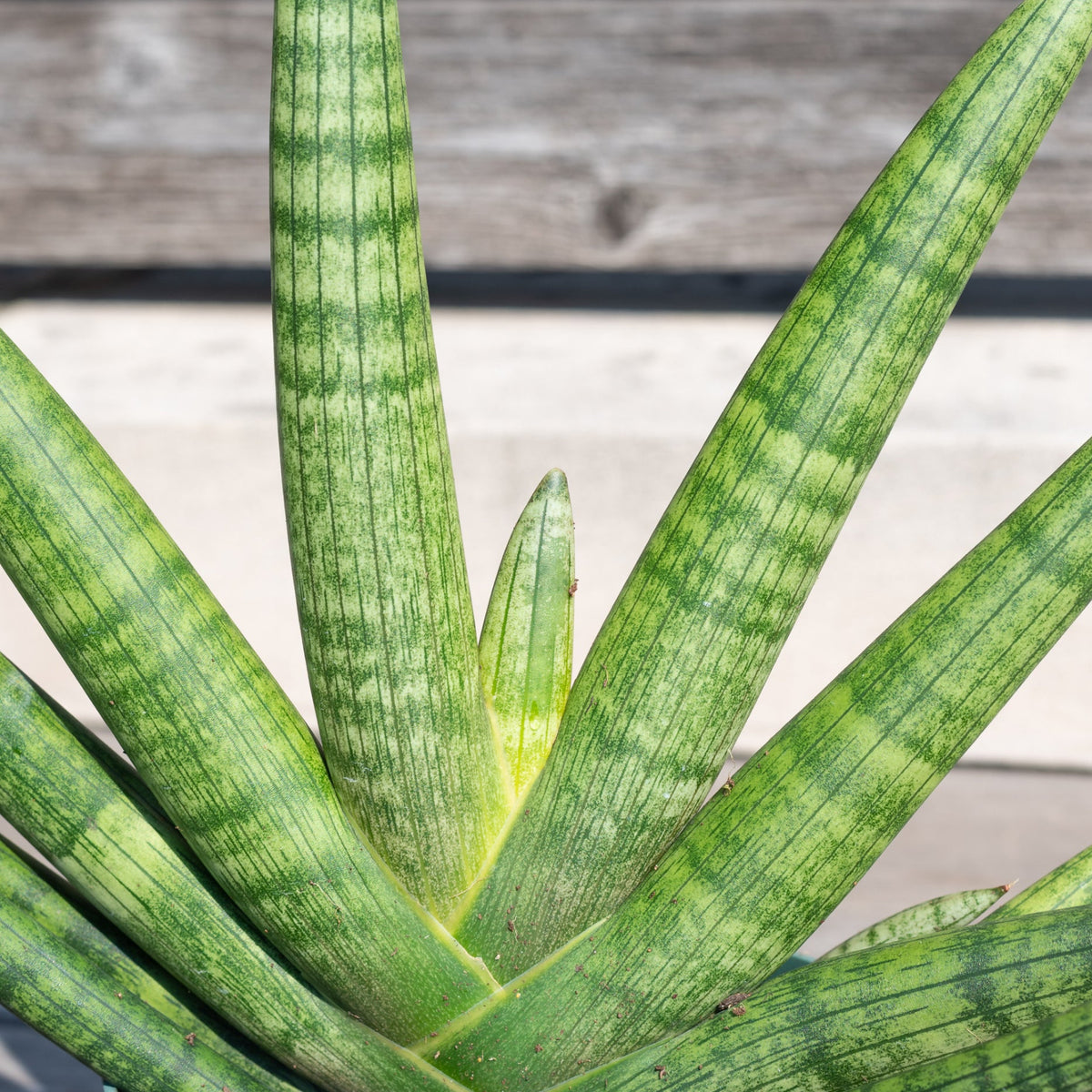 sansevieria starfish cats Sansevieria hyb. 'Boncel' Starfish 6"