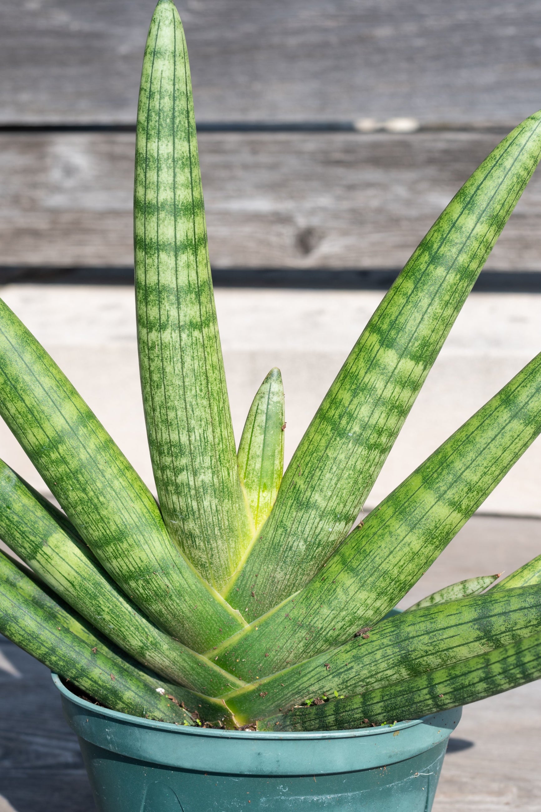 Close up of Sansevieria hyb. 'Starfish' leaves ©Sprout Home