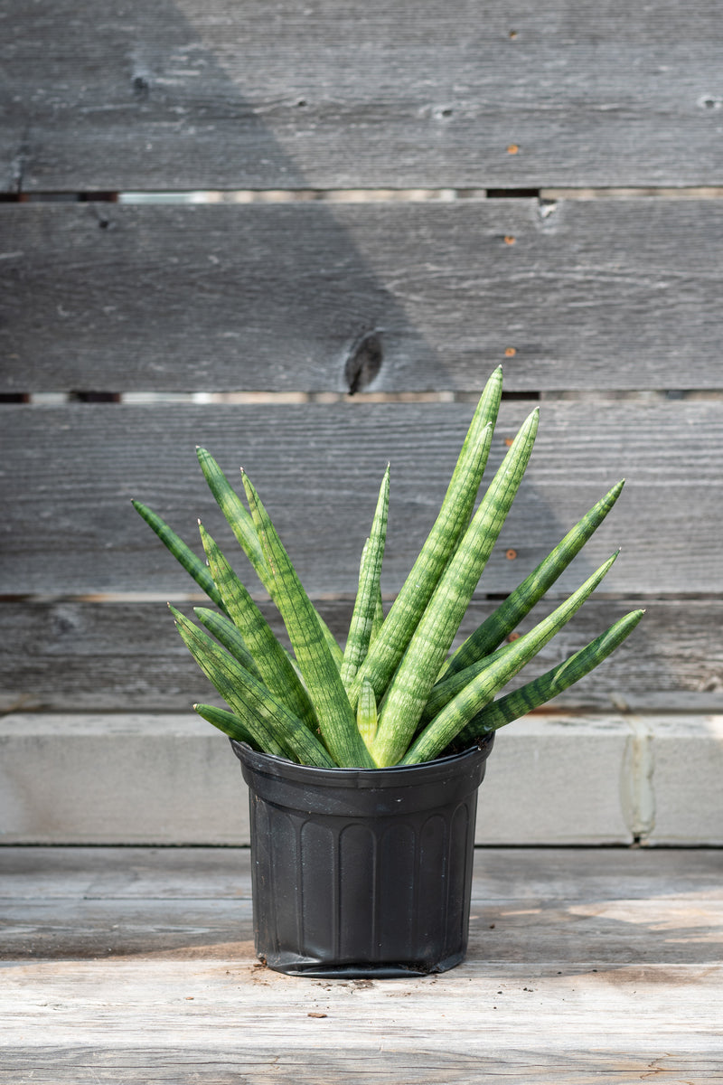 Sansevieria hyb. 'Starfish' in grow pot in front of grey wood background