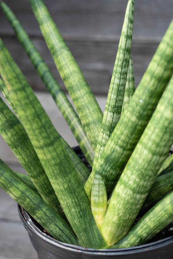 Close up of Sansevieria hyb. 'Starfish' spines