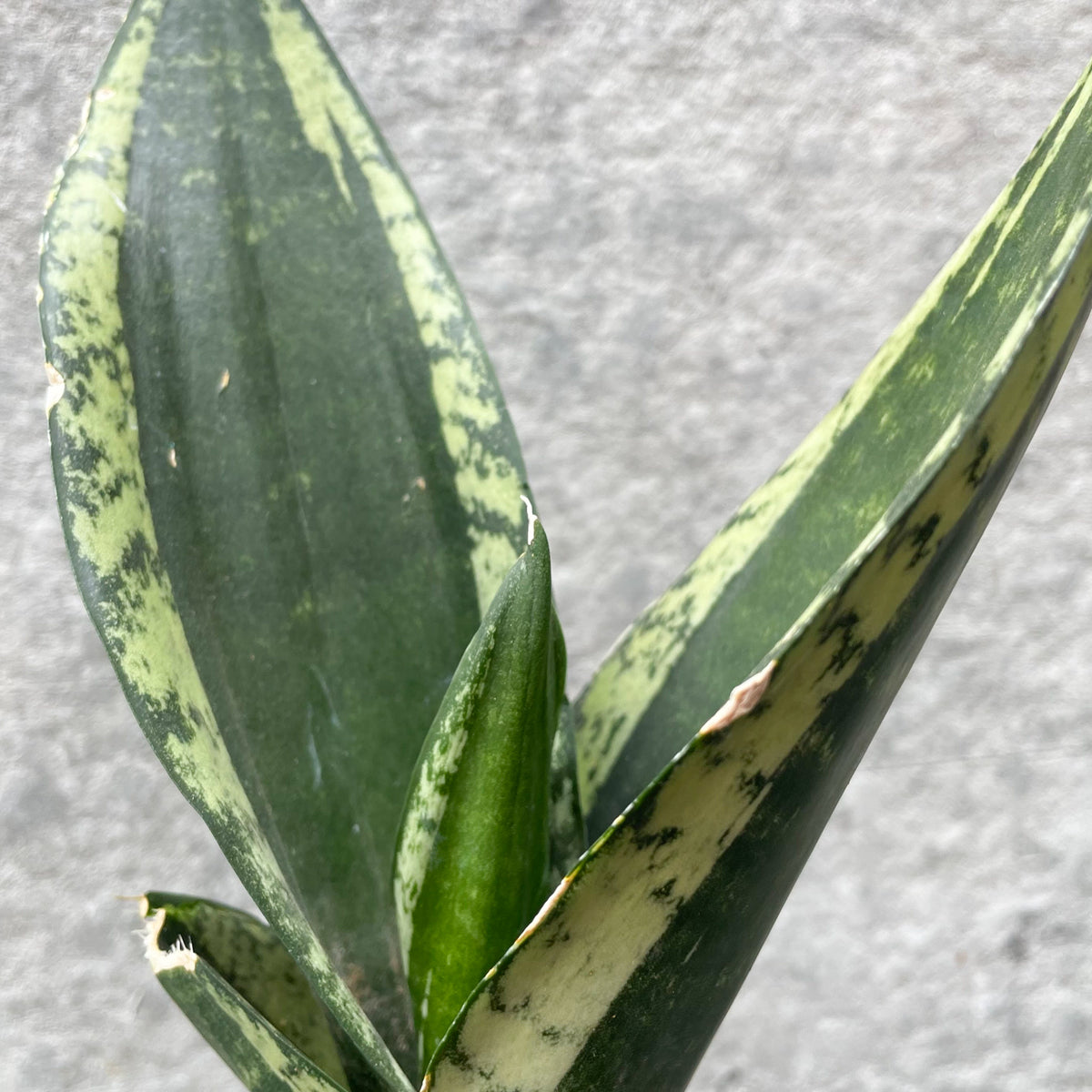 Sansevieria 'Whitney' 4" at SPROUT HOME