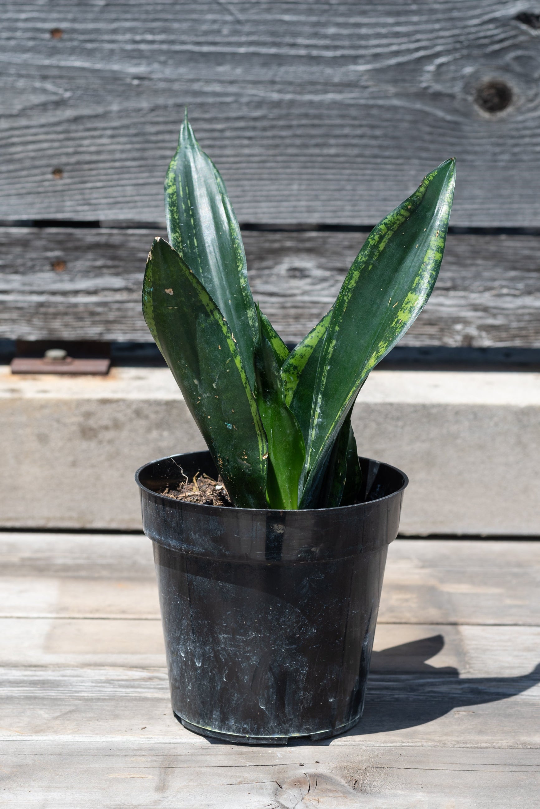 Sansevieria 'Whitney' in grow pot in front of grey wood background ©Sprout Home