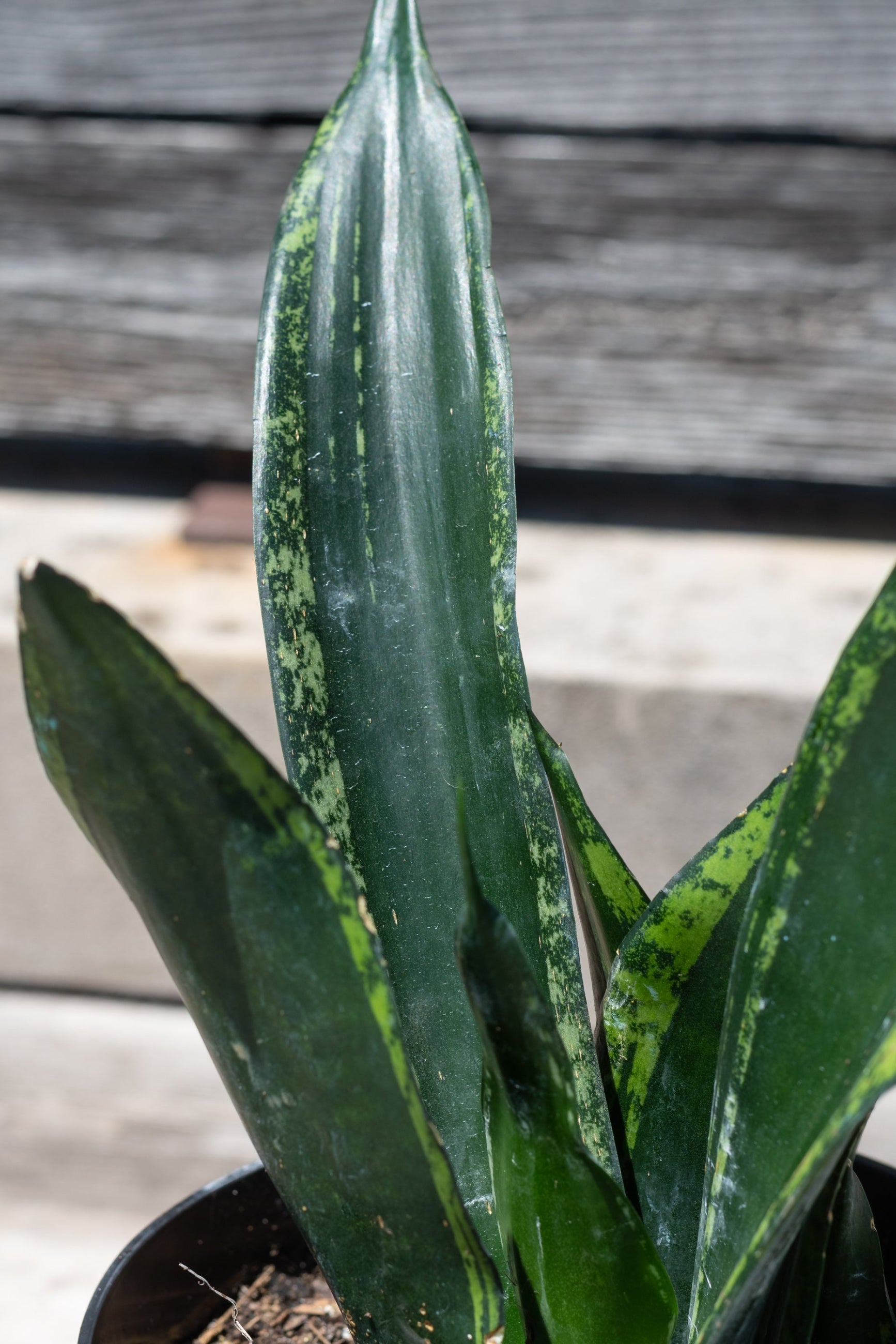 Close up of Sansevieria 'Whitney' leaves ©Sprout Home