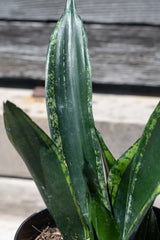 Close up of Sansevieria 'Whitney' leaves