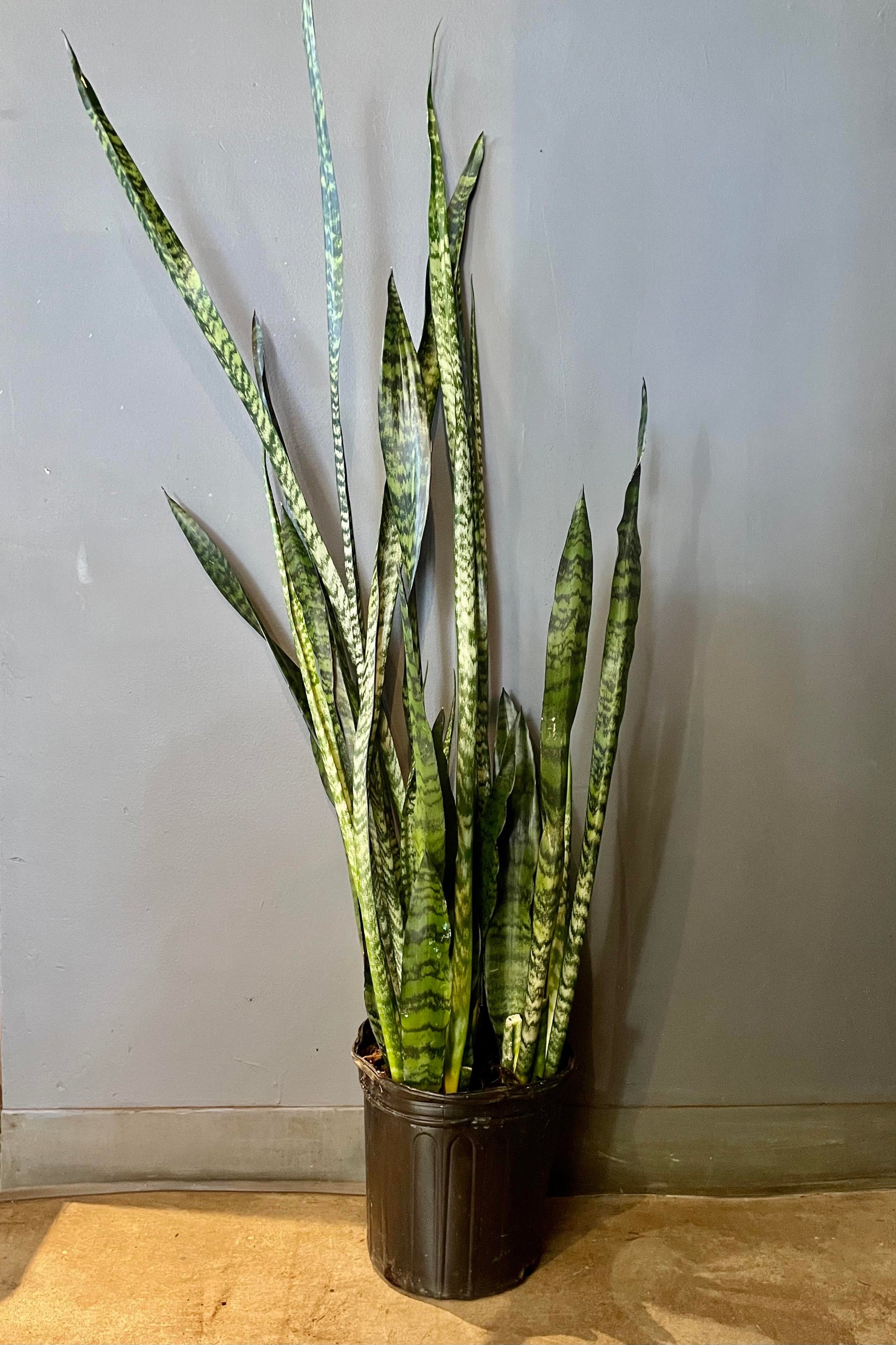 The Sansevieria 'Wintergreen' 8" sits against a grey backdrop. ©Sprout Home