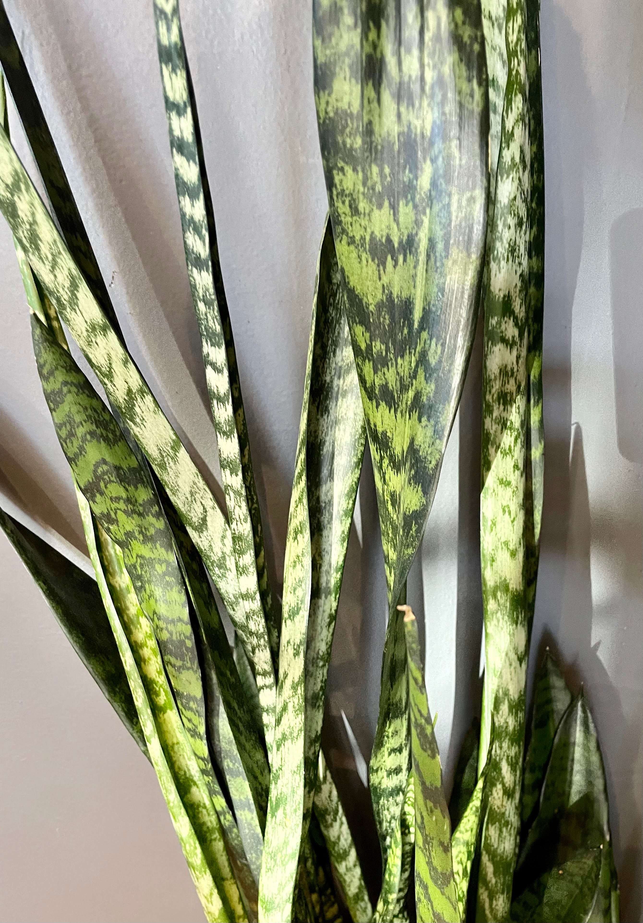 A detailed look at the Sansevieria 'Wintergreen' 8".