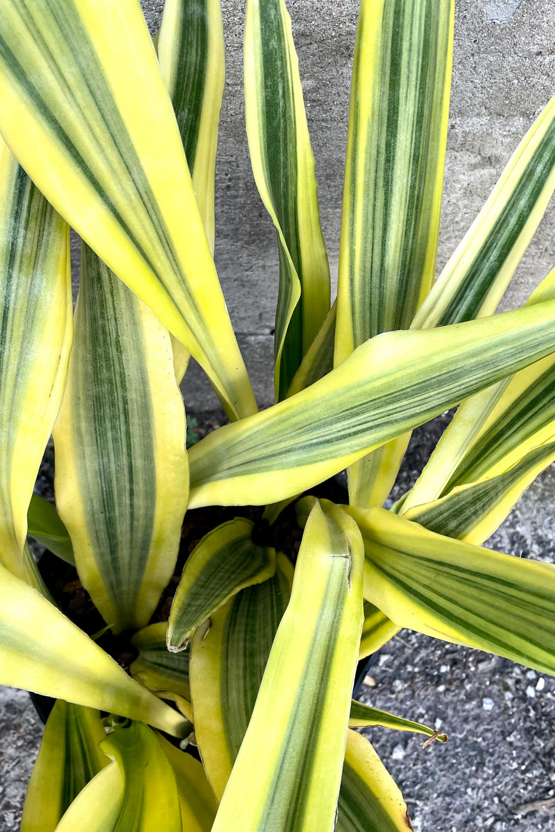 An overhead close-up view of the leaves of the 8" Sansevieria 'Yellowstone' against a concrete backdrop