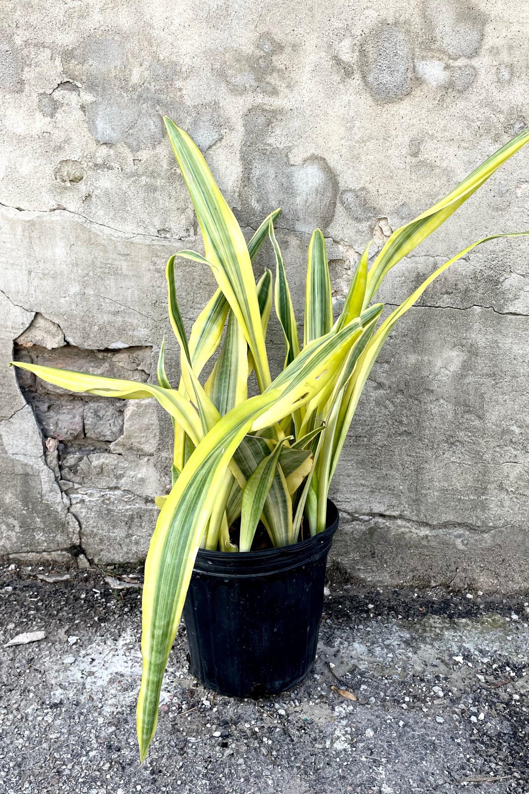 A frontal view of the 8" Sansevieria 'Yellowstone' in a grower pot against a concrete backdrop ©Sprout Home