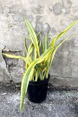 A frontal view of the 8" Sansevieria 'Yellowstone' in a grower pot against a concrete backdrop