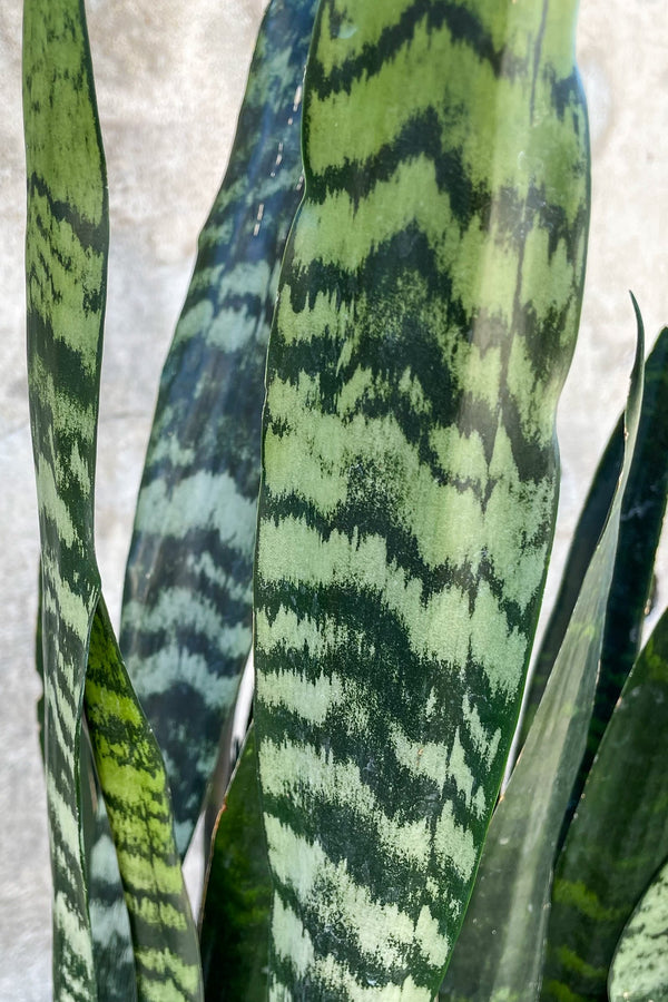 Close up of Sansevieria 'Zeylanica' leaves