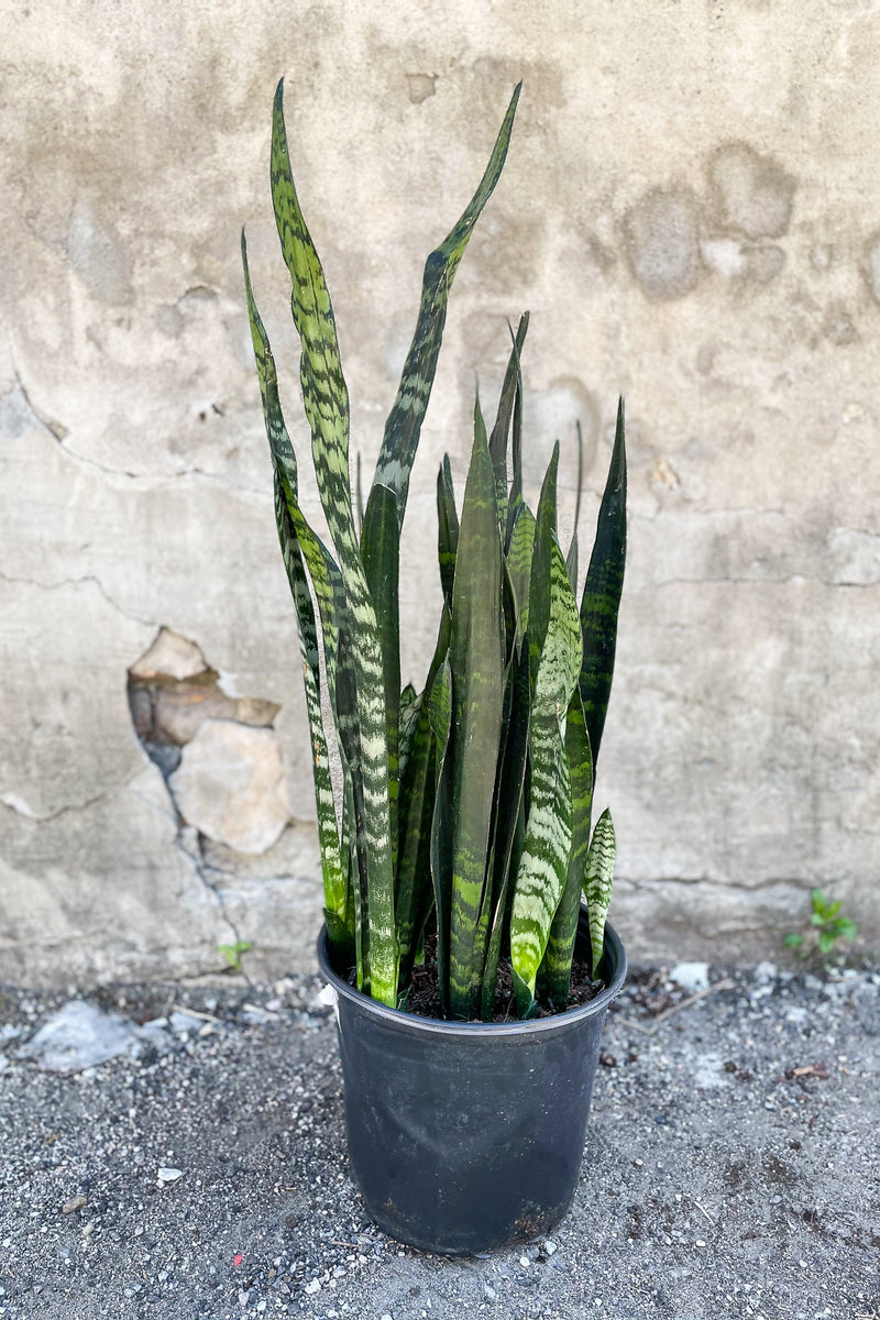 Sansevieria 'Zeylanica' potted in front of concrete wall