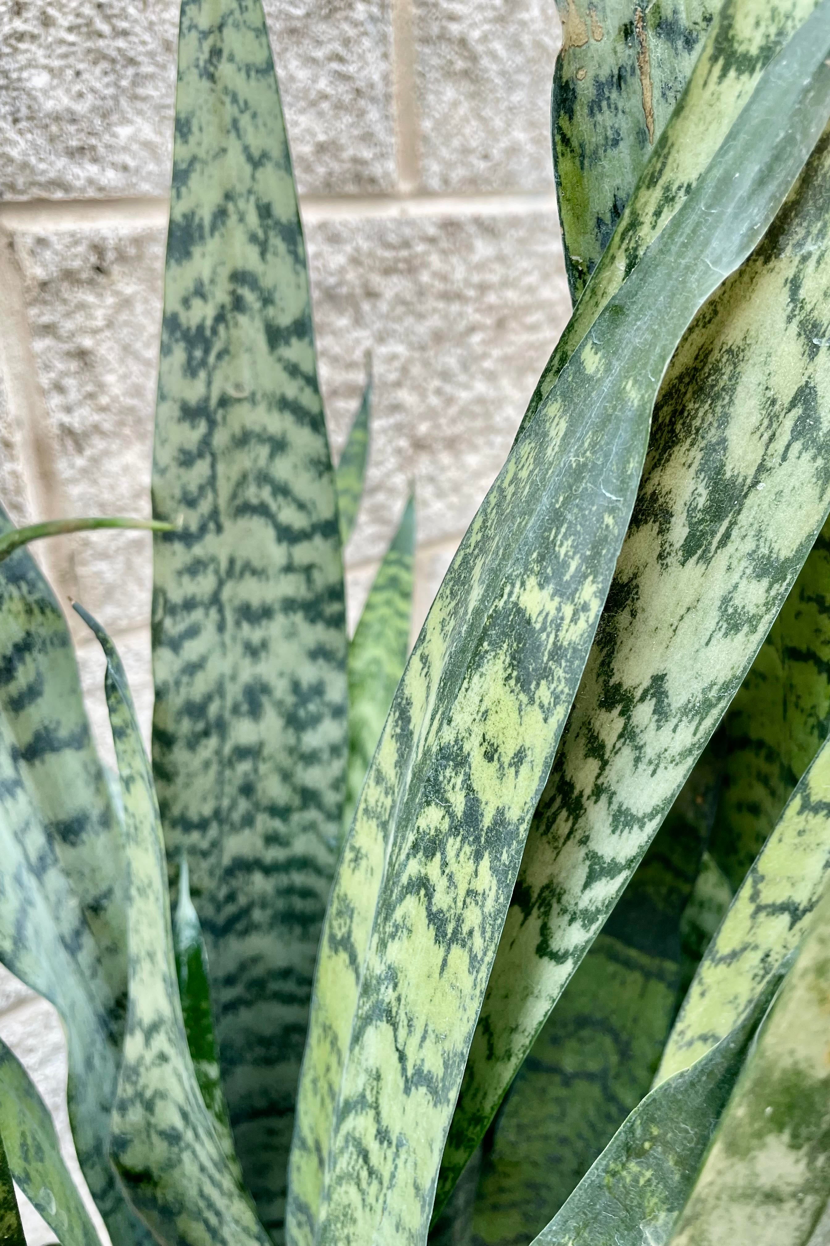 Sansevieria zeylanica 14"