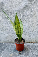 The Sansevieria zeylanica sits against a grey backdrop in a four inch growers pot.