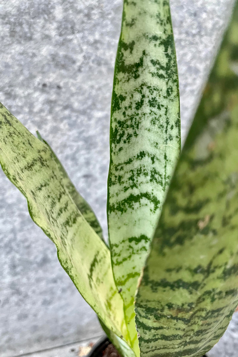 A detailed look at the foliage of the Sansevieria zeylanica's brindle foliage.