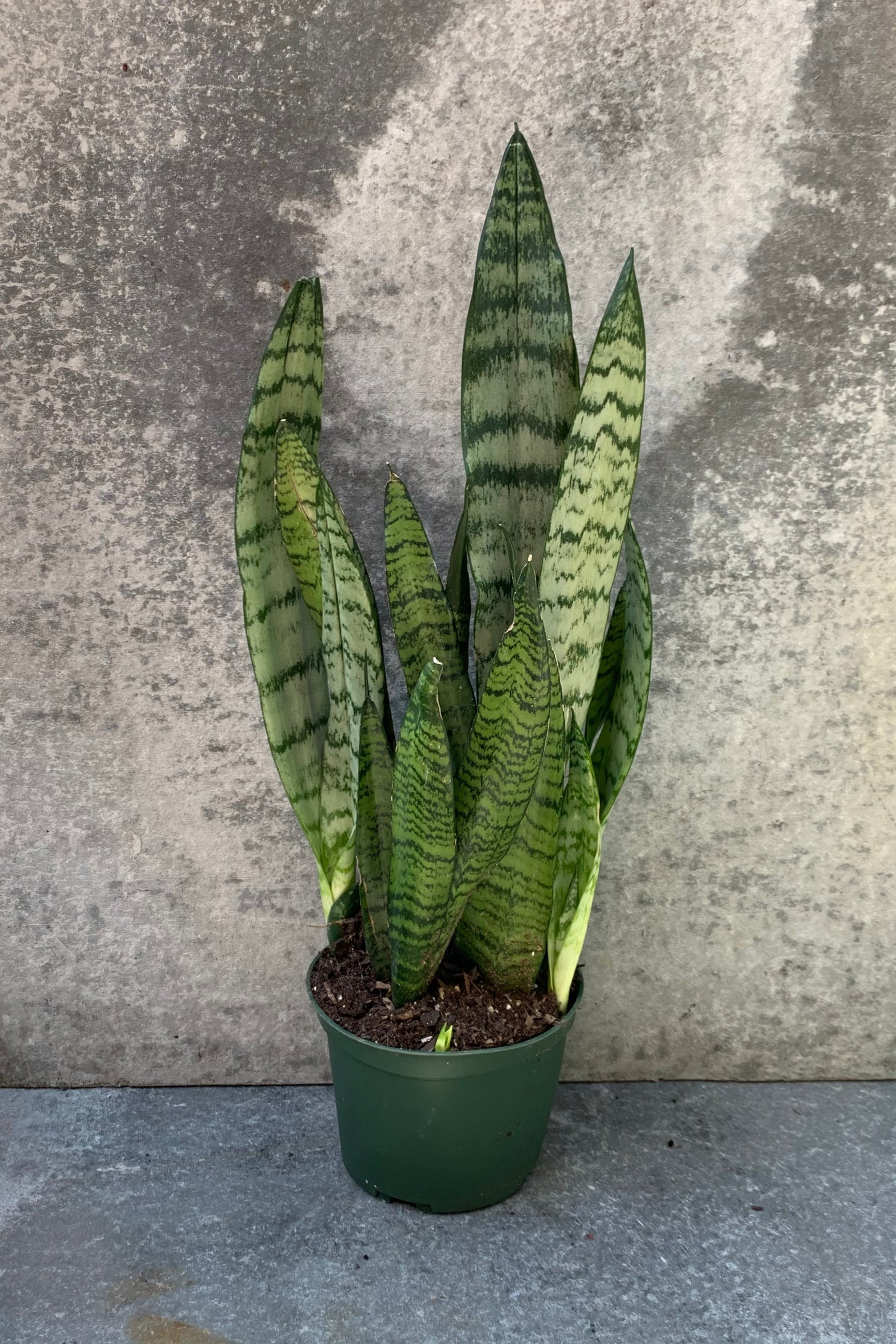 Sansevieria 'Zeylanica' in a 6 inch pot. ©Sprout Home