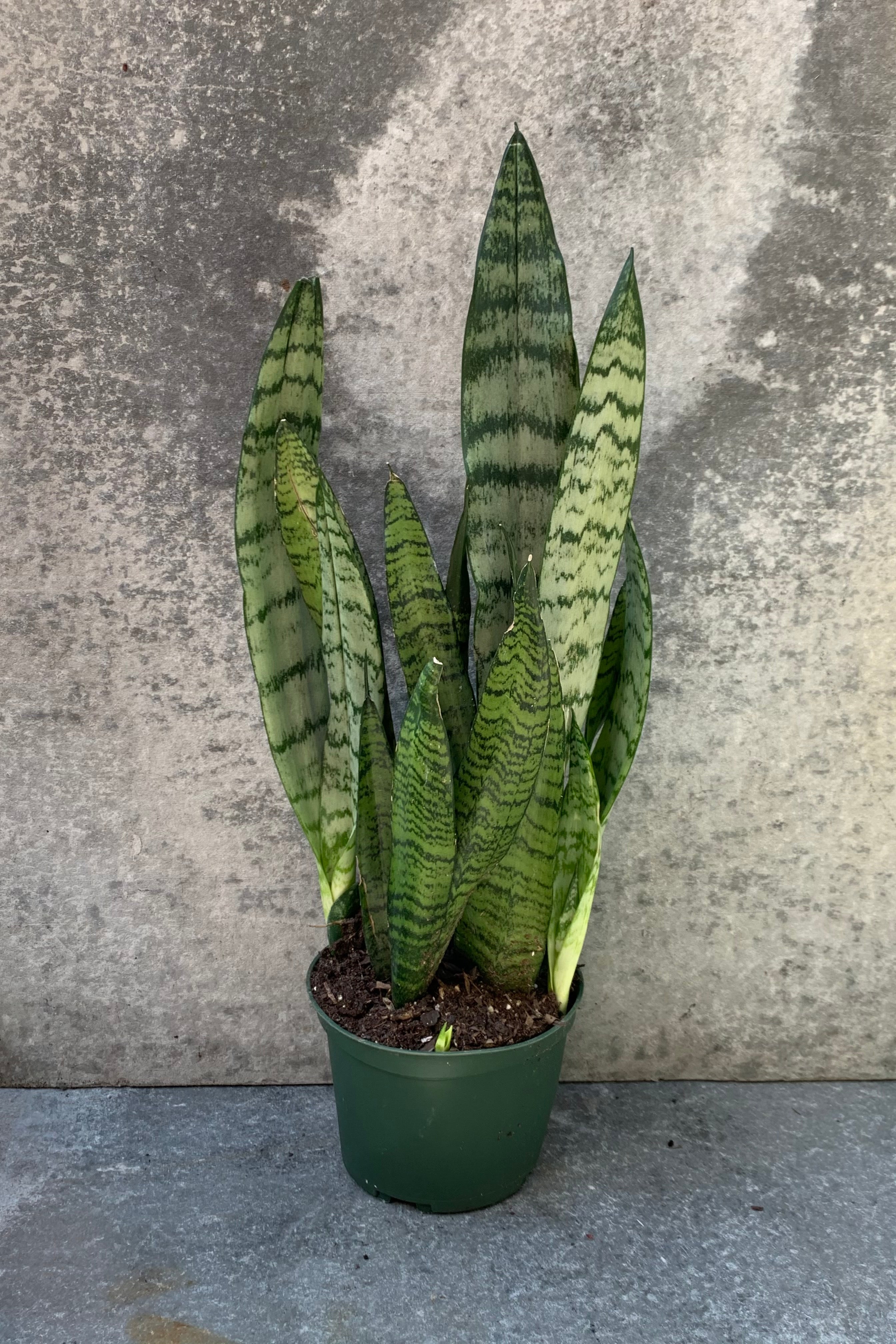 Sansevieria 'Zeylanica' in a 6 inch pot. 