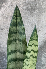 Sansevieria 'Zeylanica' leaves with its variegation of dark green and light green. 