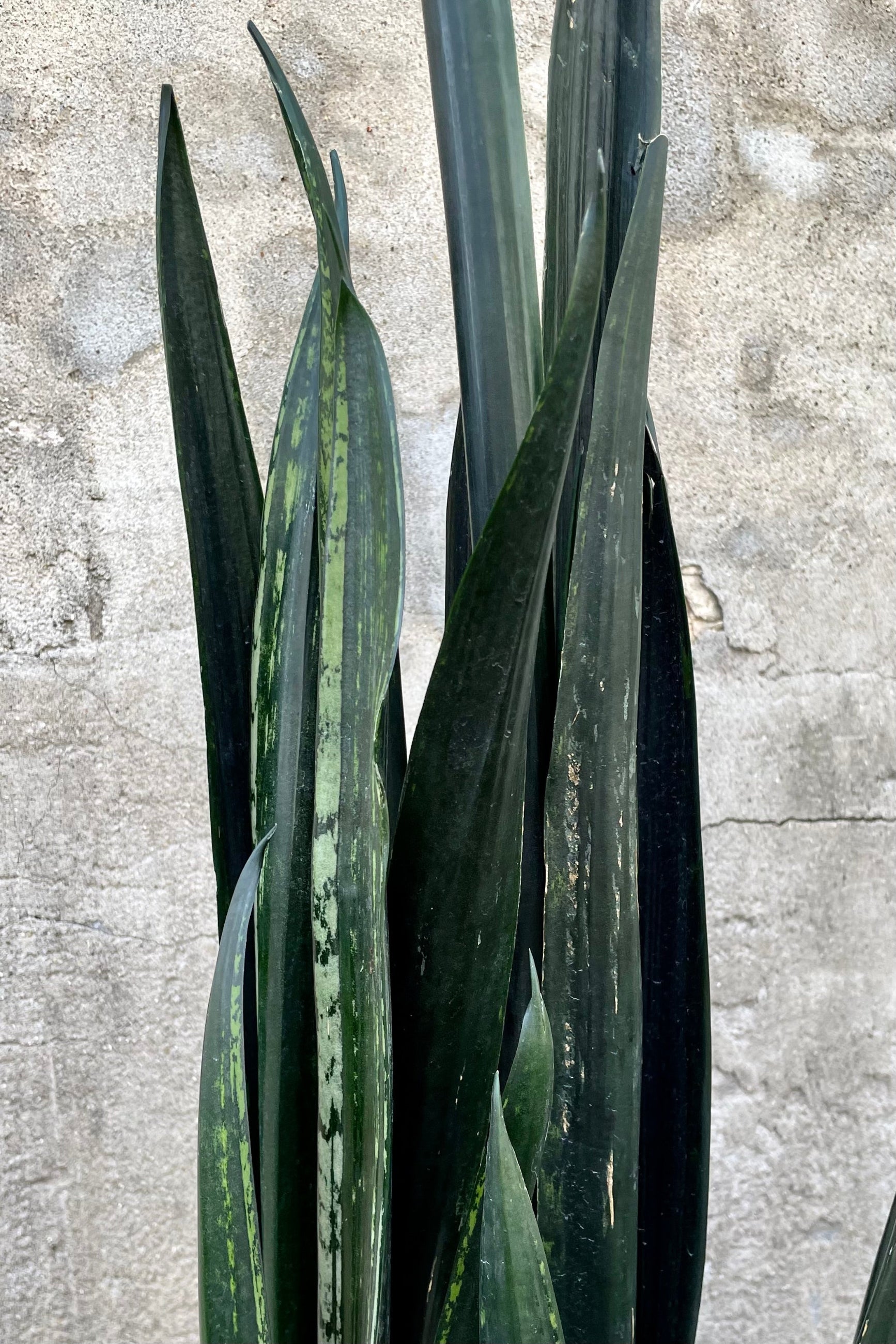 Sansevieria 'Zulu' detail of dark green variegated leaves against grey wall. ©Sprout Home