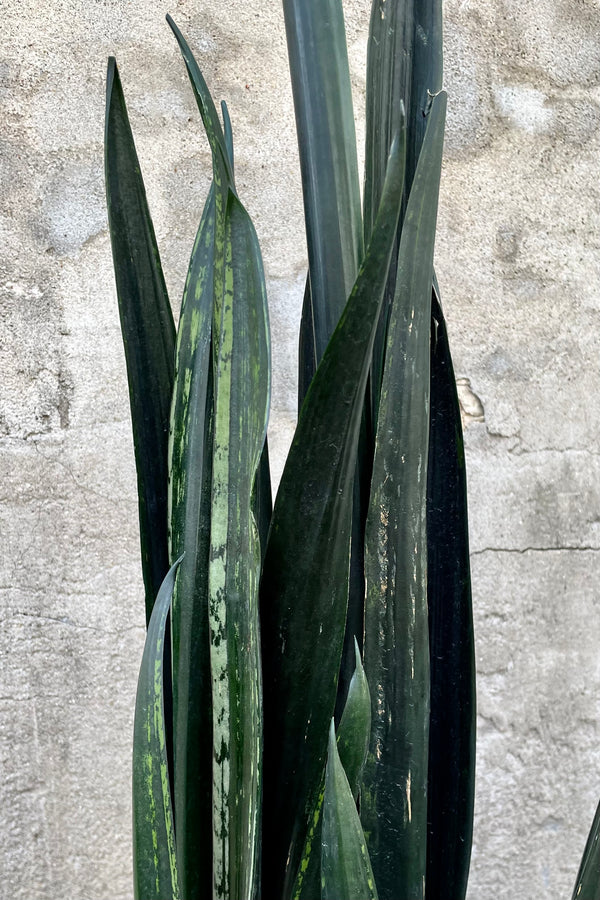 Sansevieria 'Zulu' detail of dark green variegated leaves against grey wall. 