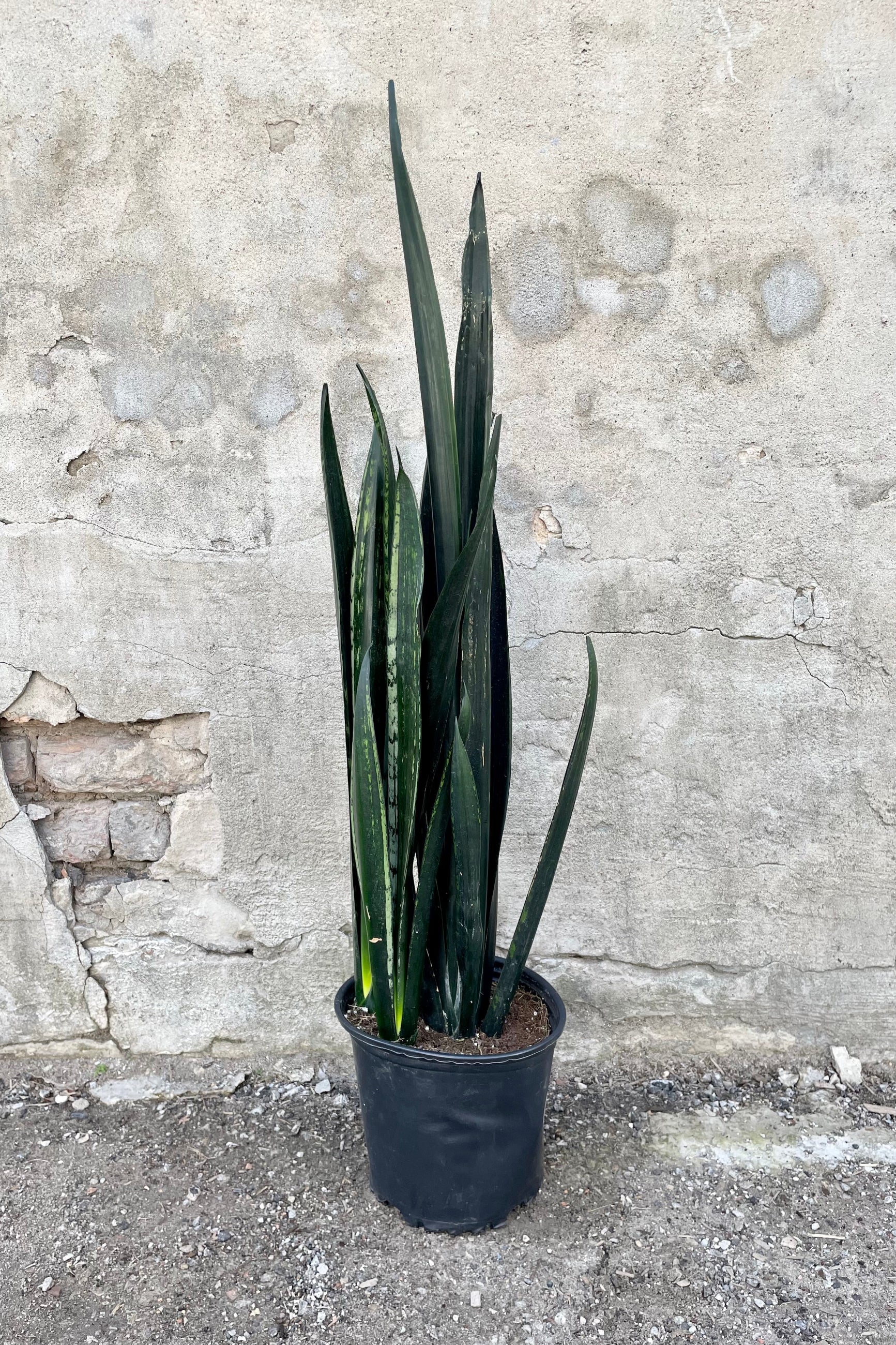 Sansevieria 'Zulu' 10" growers pot with dark green variegated leaves against grey wall. ©Sprout Home