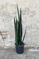 Sansevieria 'Zulu' 10" growers pot with dark green variegated leaves against grey wall. 