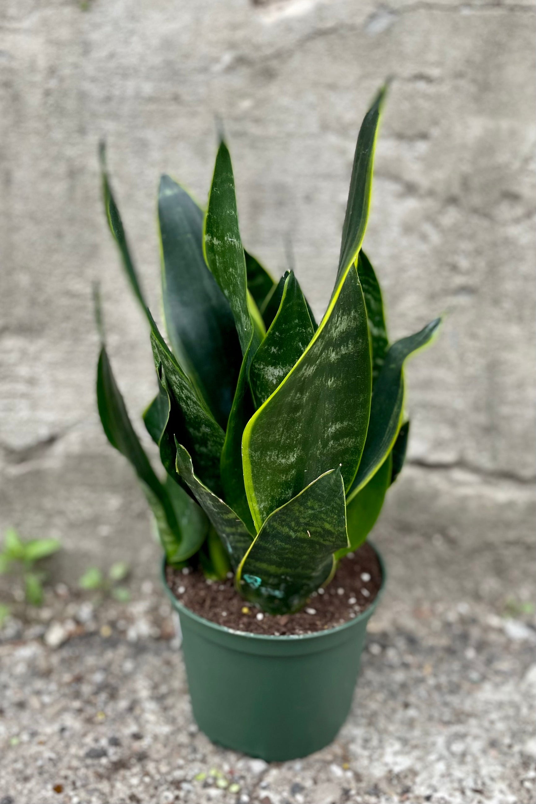 Sansevieria 'Black Moon' 6" green growers pot with green leaves with hints of yellow against a grey wall ©Sprout Home
