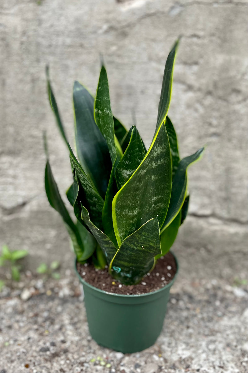 Sansevieria 'Black Moon' 6" green growers pot with green leaves with hints of yellow against a grey wall