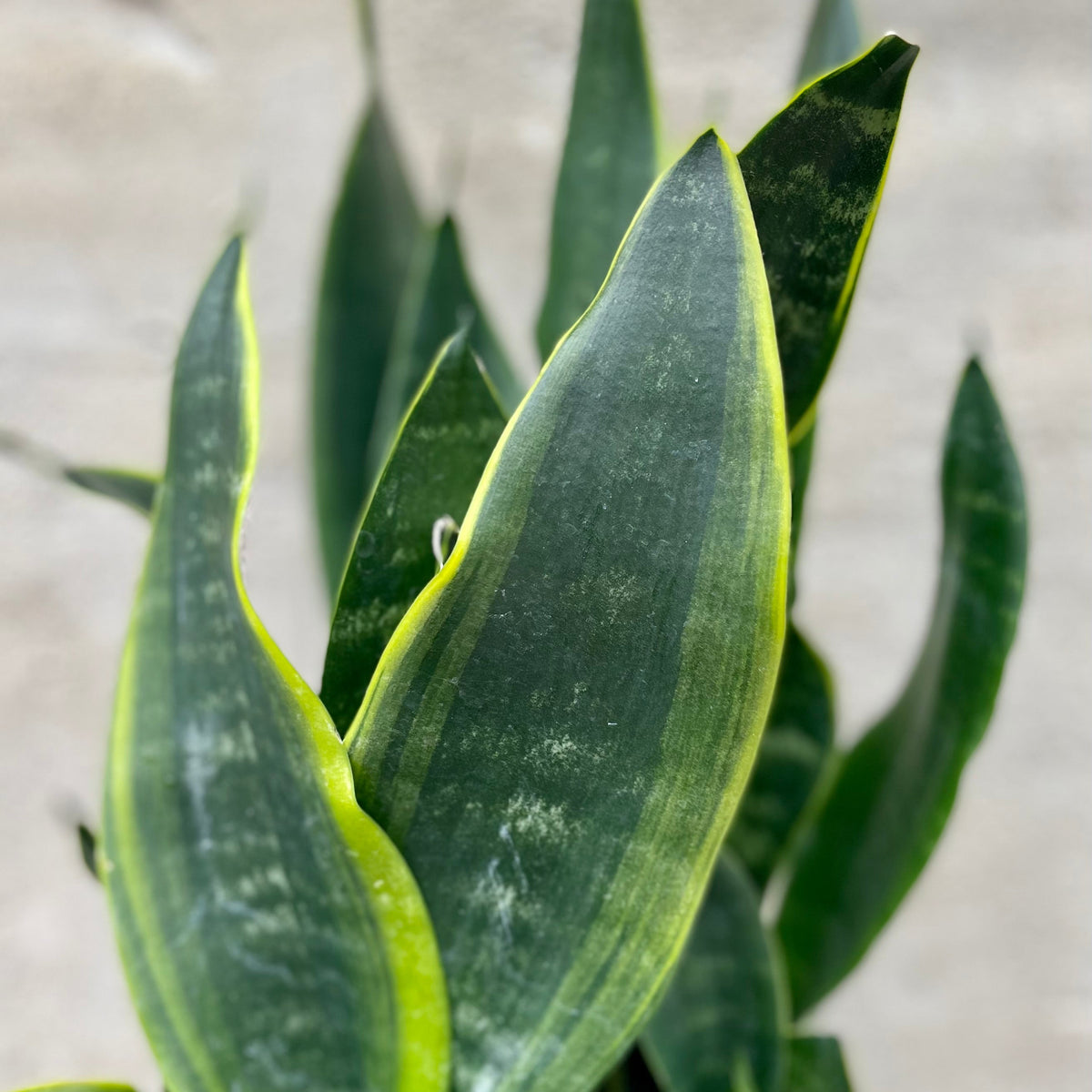 moon snake plant Sansevieria 'Black Moon' 6