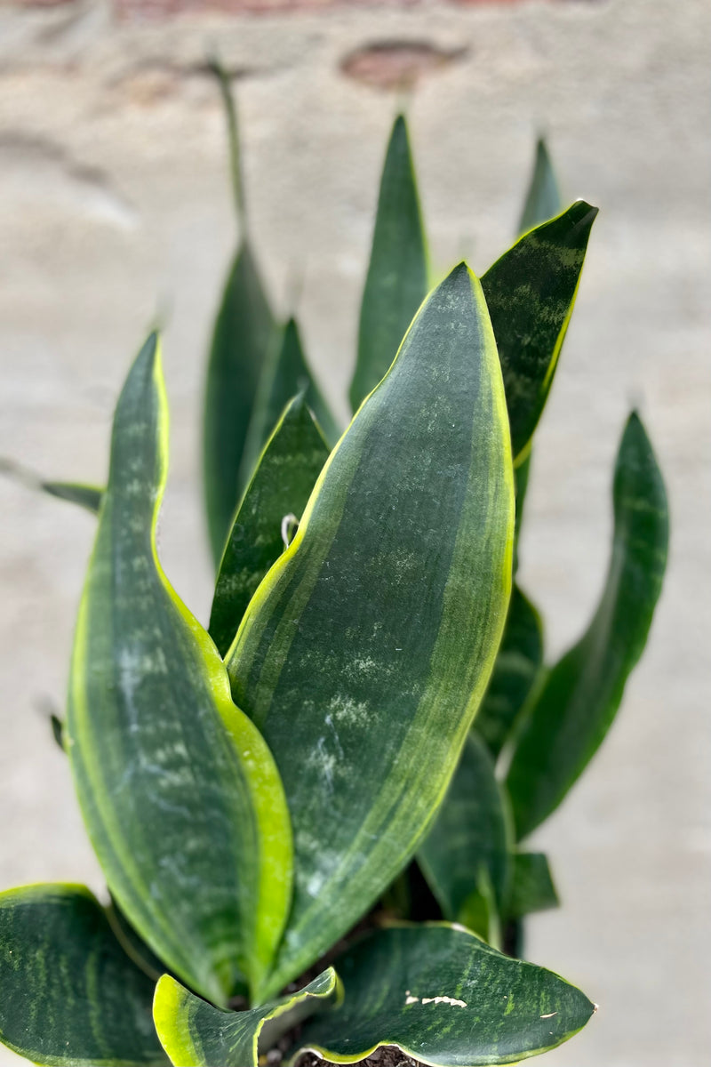 detail of Sansevieria 'Black Moon' 6" green leaves with hints of yellow against a grey wall