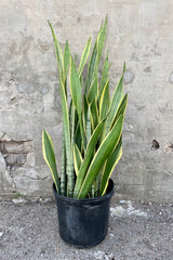Sansevieria 'Silver Laurentii' 12" black growers pot with green and yellow variegated leaves against a grey wall 