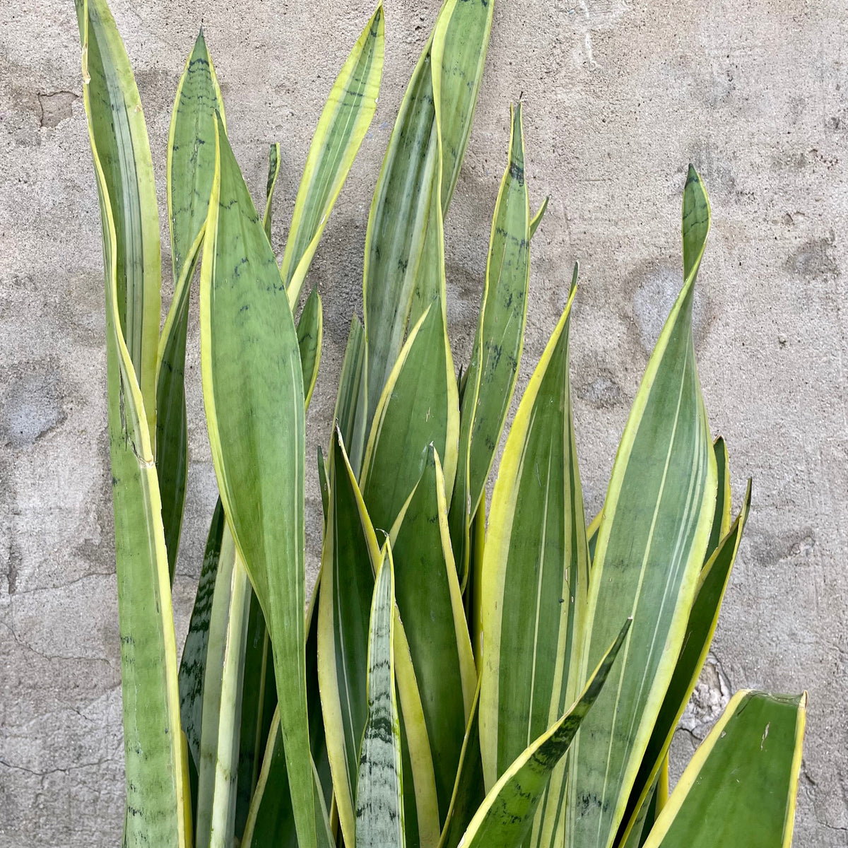 sansevieria silver laurentii Sansevieria 'Silver Laurentii' 12