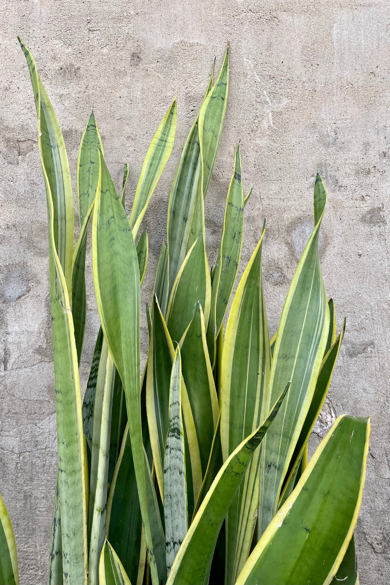 Detail of Sansevieria 'Silver Laurentii' 12" green and yellow variegated leaves against a grey wall 