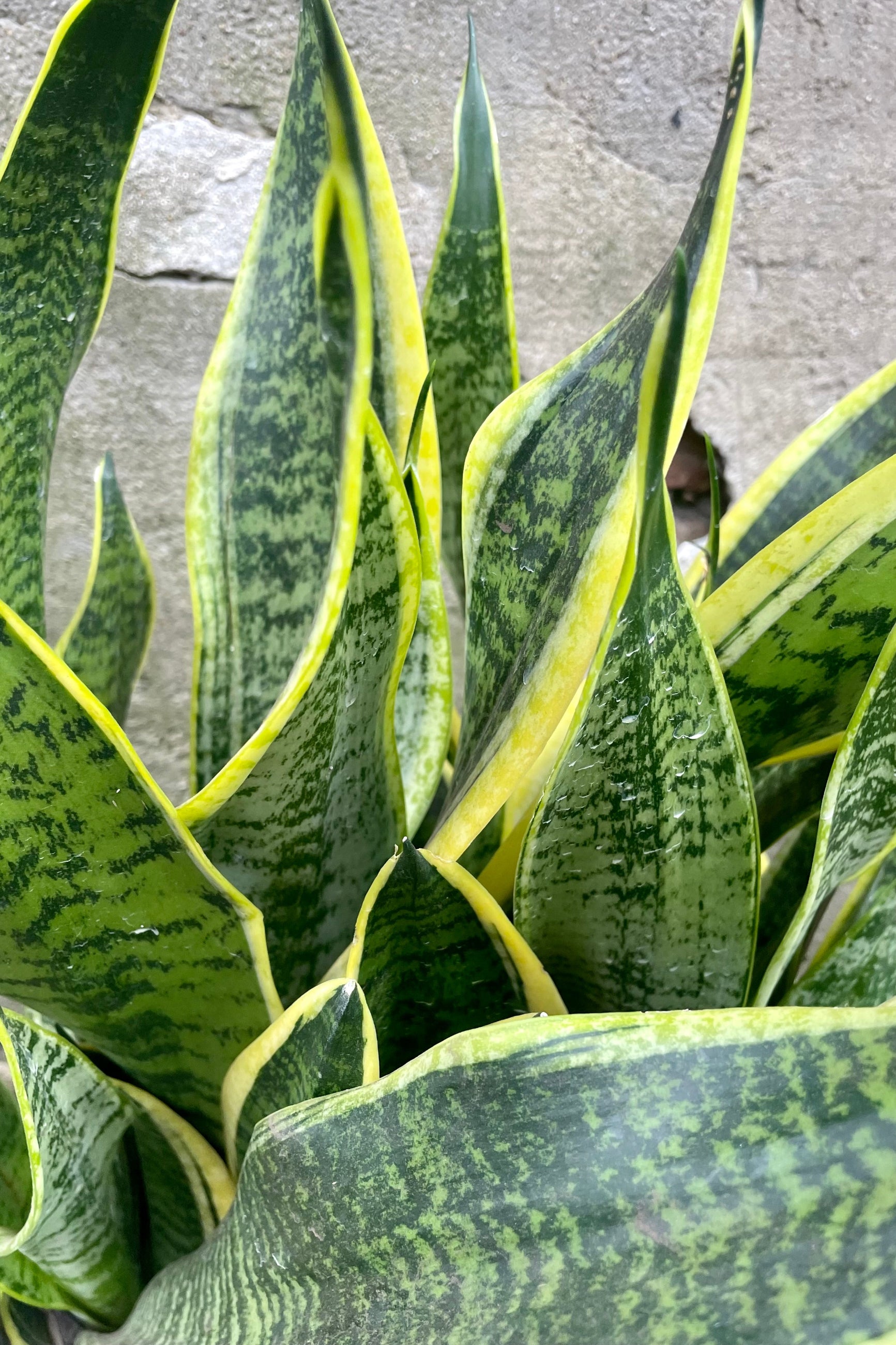 An overhead detailed view of Sansevieria 'Superba' 10"  ©Sprout Home