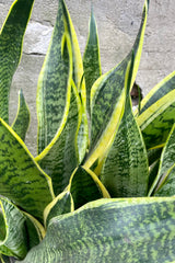 An overhead detailed view of Sansevieria 'Superba' 10" 