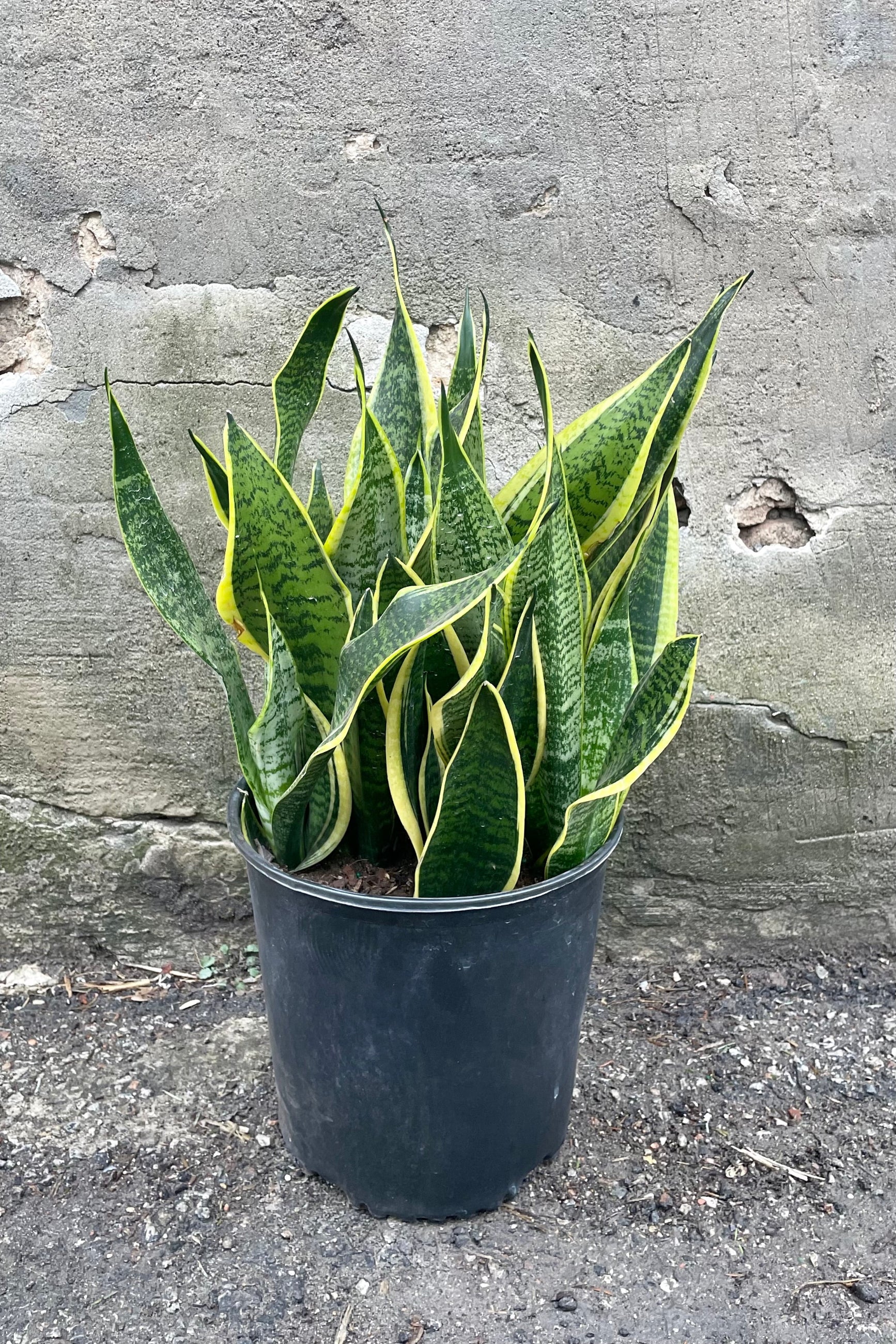 A frontal view of Sansevieria 'Superba' 10" against a concrete backdrop ©Sprout Home
