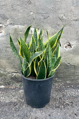 A frontal view of Sansevieria 'Superba' 10" against a concrete backdrop