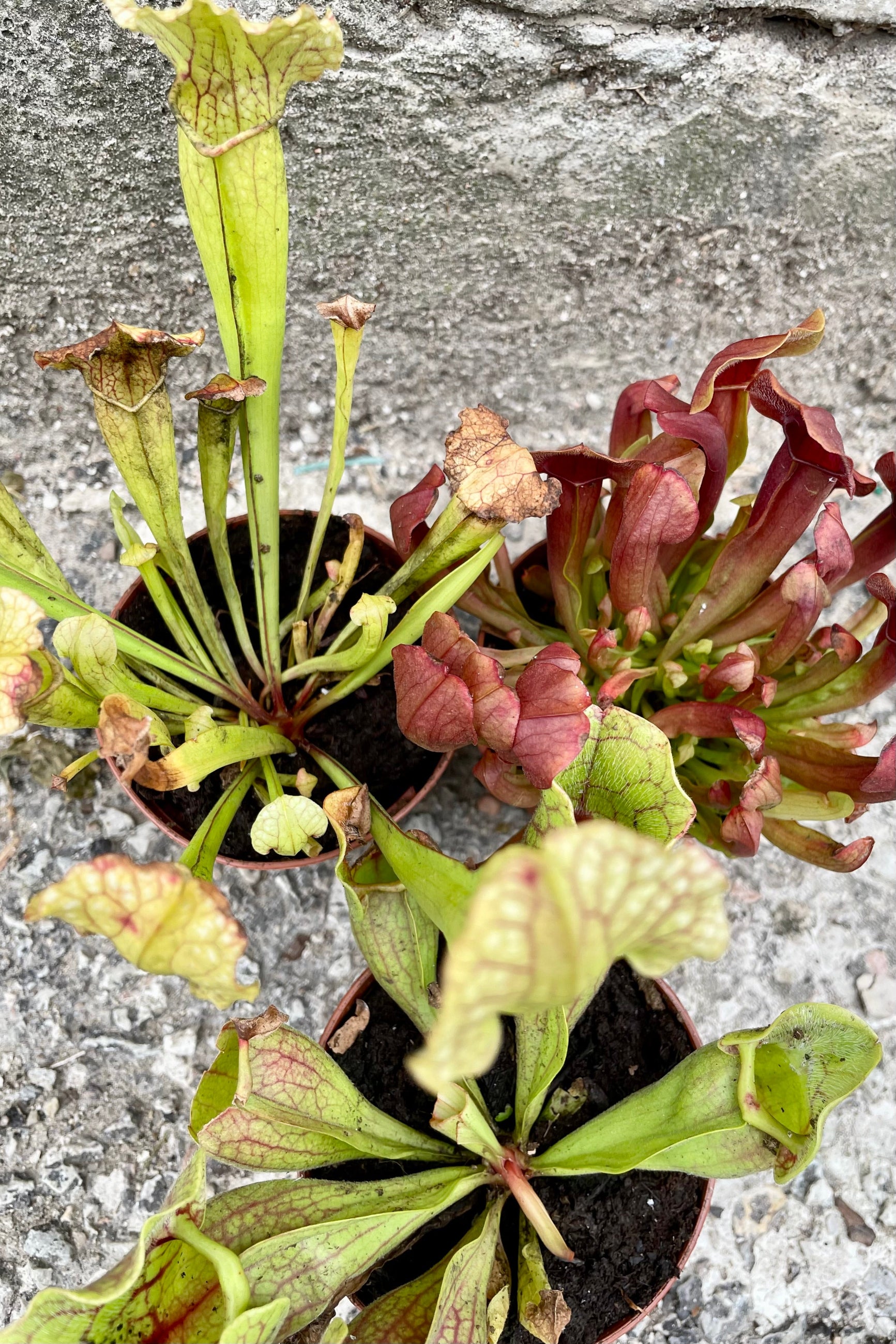 A collection of Sarracenia pitcher plants in various stages of growth, with green and red leaves, pitchers, and no flowers visible. ©Sprout Home