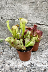 Three 3-inch Sarracenia plants of various coloring in grower pots modeled against a concrete wall