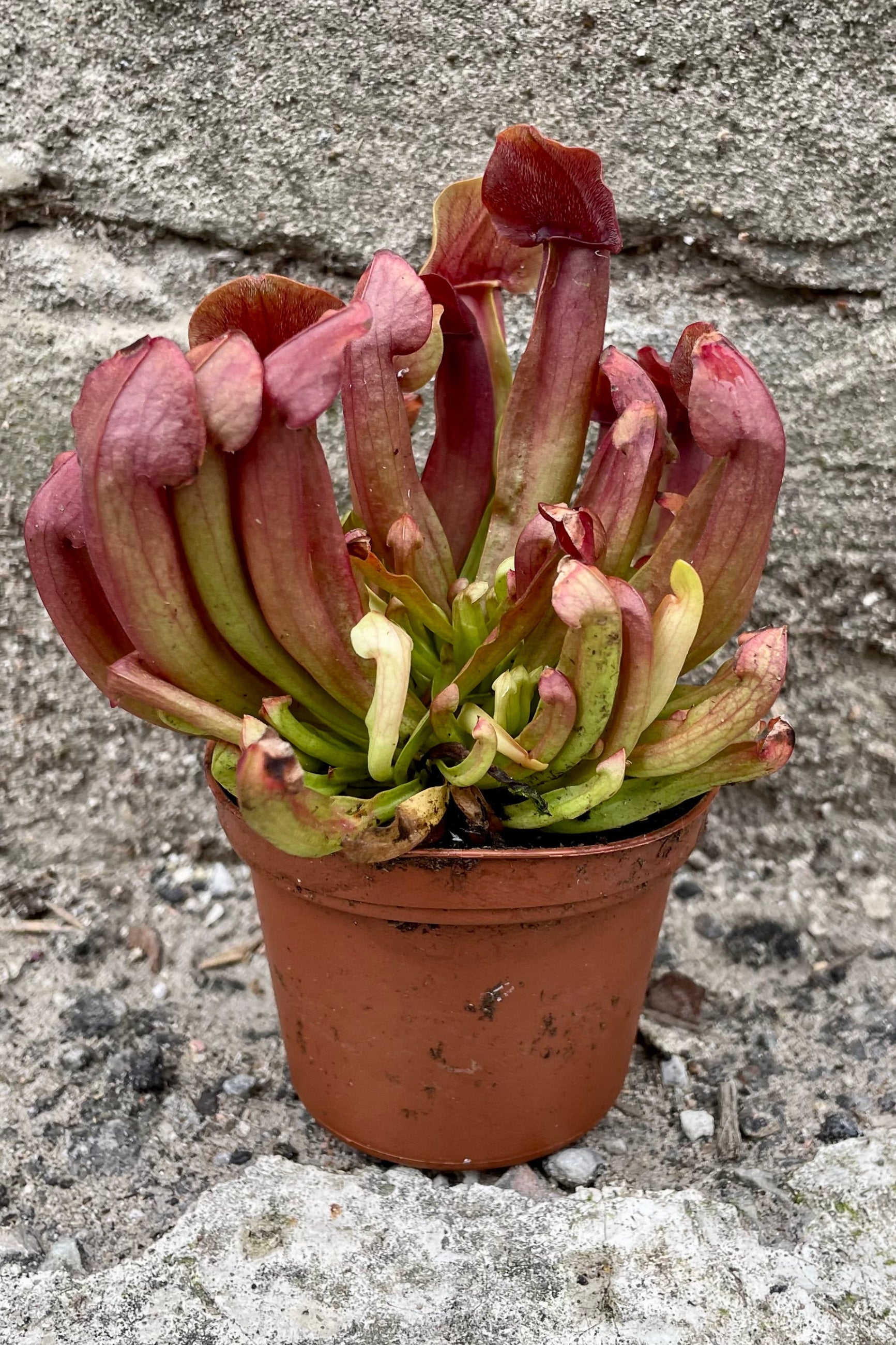 A 3" Sarracenia with burgundy and green coloration at Sprout Home. ©Sprout Home