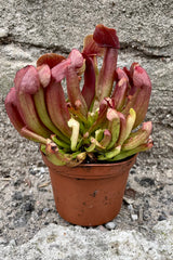 A 3" Sarracenia with burgundy and green coloration at Sprout Home.