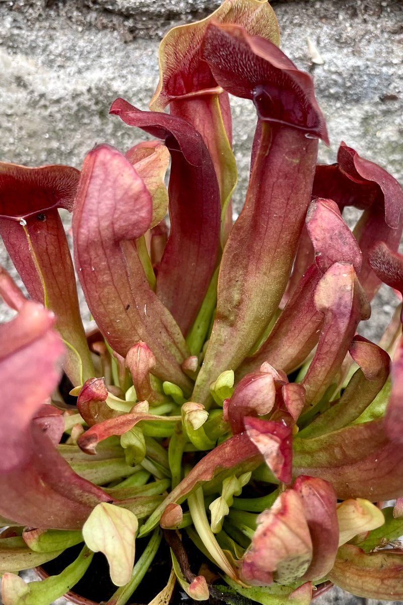 Burgundy sarracenia up close showing a handful of pitchers.