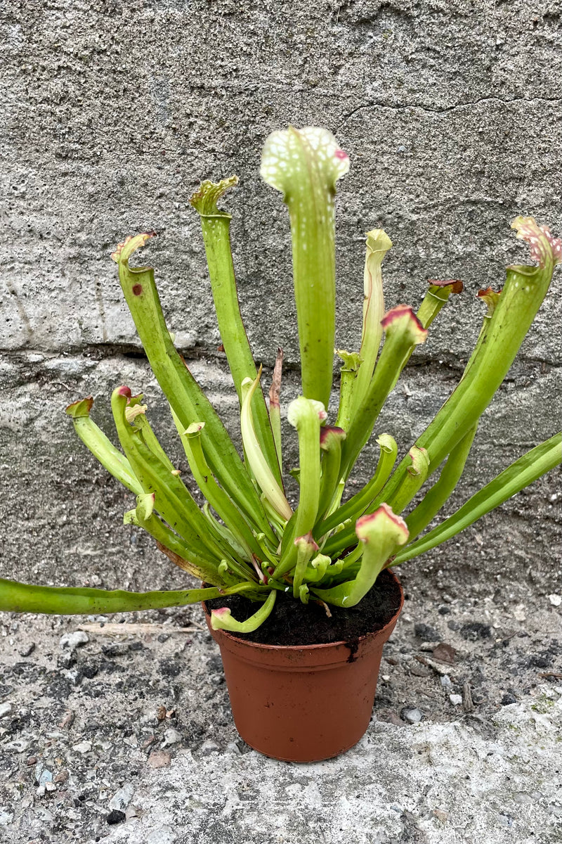 A 3" Sarracenia with white and green coloration at Sprout Home.